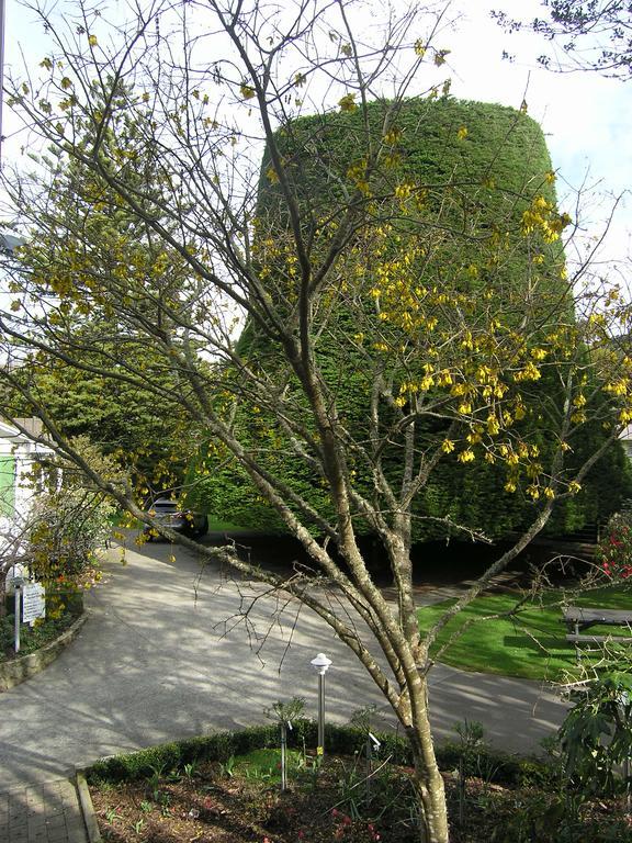 Bucket Tree Lodge Tawa Eksteriør billede